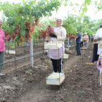 Cultivarea soiourilor apirene de struguri devine prioritară