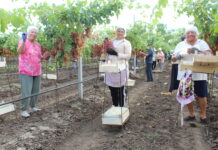 Cultivarea soiourilor apirene de struguri devine prioritară