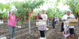 Cultivarea soiourilor apirene de struguri devine prioritară