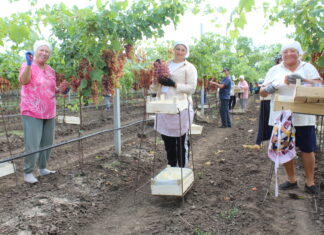 Cultivarea soiourilor apirene de struguri devine prioritară