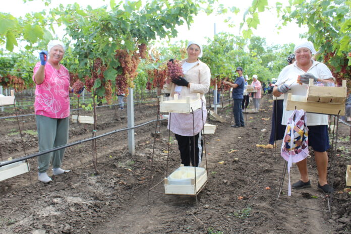 Cultivarea soiourilor apirene de struguri devine prioritară