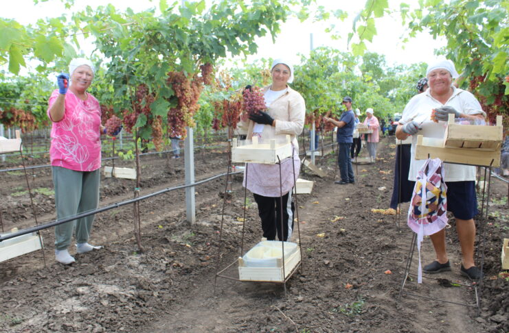 Cultivarea soiourilor apirene de struguri devine prioritară